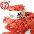 Baya de Goji secada orgánica certificada sana Ningxia fruta de Goji baya secada